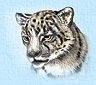 SnowLeopard